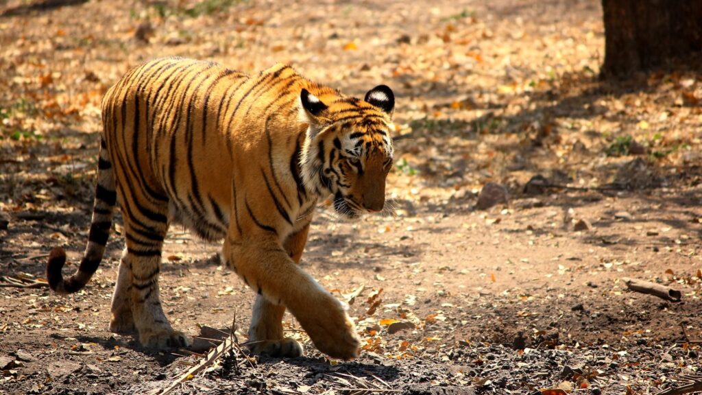 Bengal tiger walking