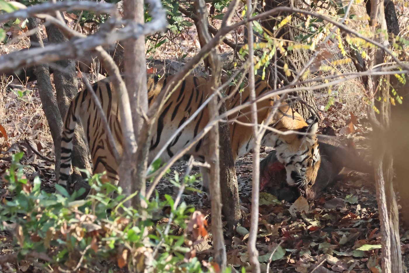 Tigers 7 Bengal tiger feeding on a wild boar carcass in Pench National Park, India