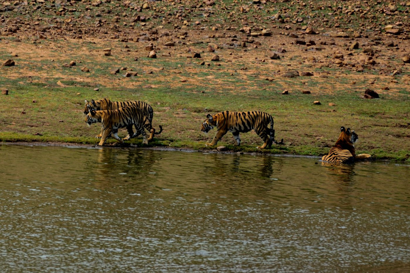 Tigers 8 Tigress with three cubs beside a lake in Tadoba Andhari Tiger Reserve, India