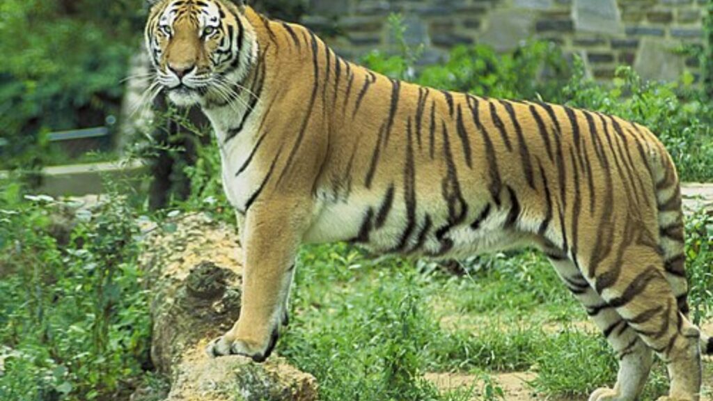 Top 10 Most Beautiful and Majestic Animals (With Pictures) 13 Bengal tiger