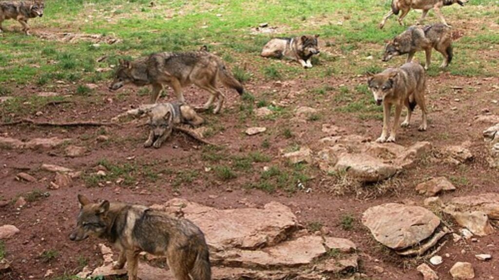 Wolf pack