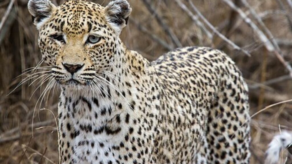Leopard
