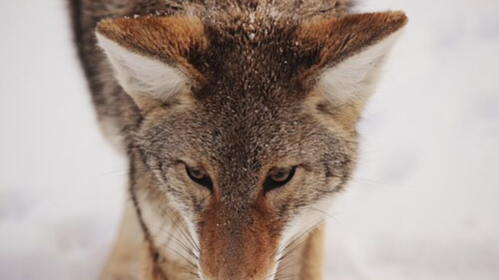 Coyote portrait