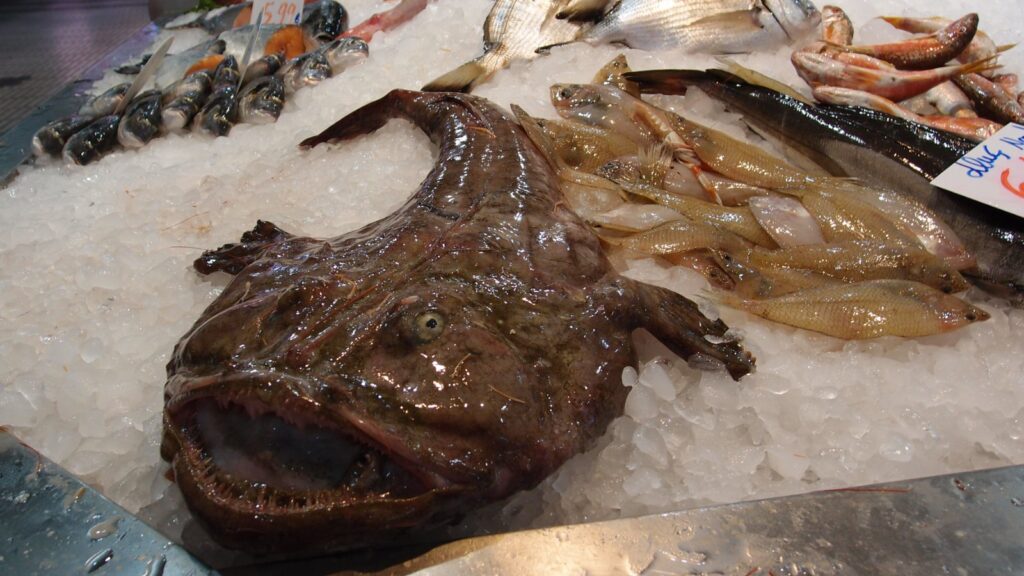 Ugly Fish Species: Ugliest Fish In The Ocean 13 Monkfish