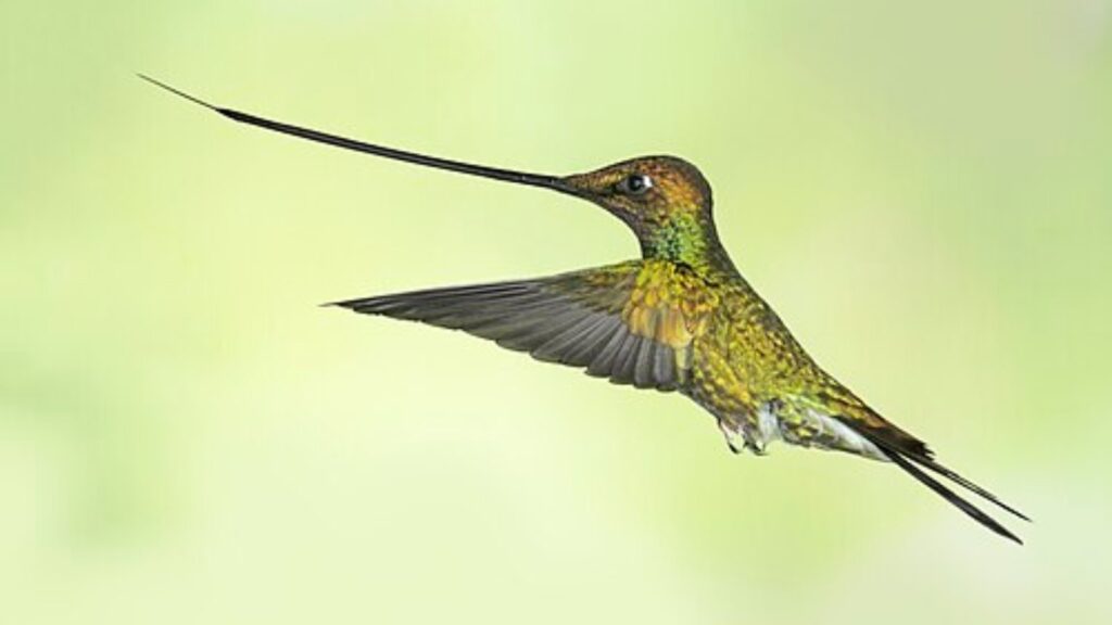 Sword billed hummingbird