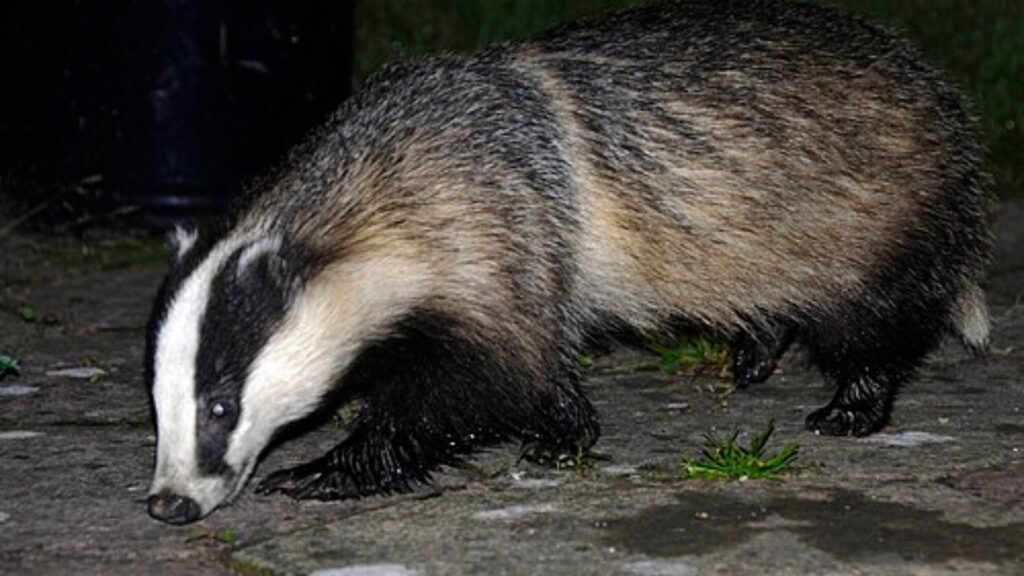 European badger