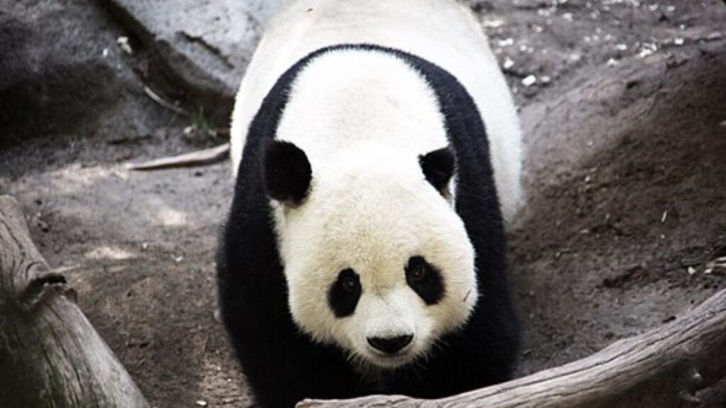 Giant panda