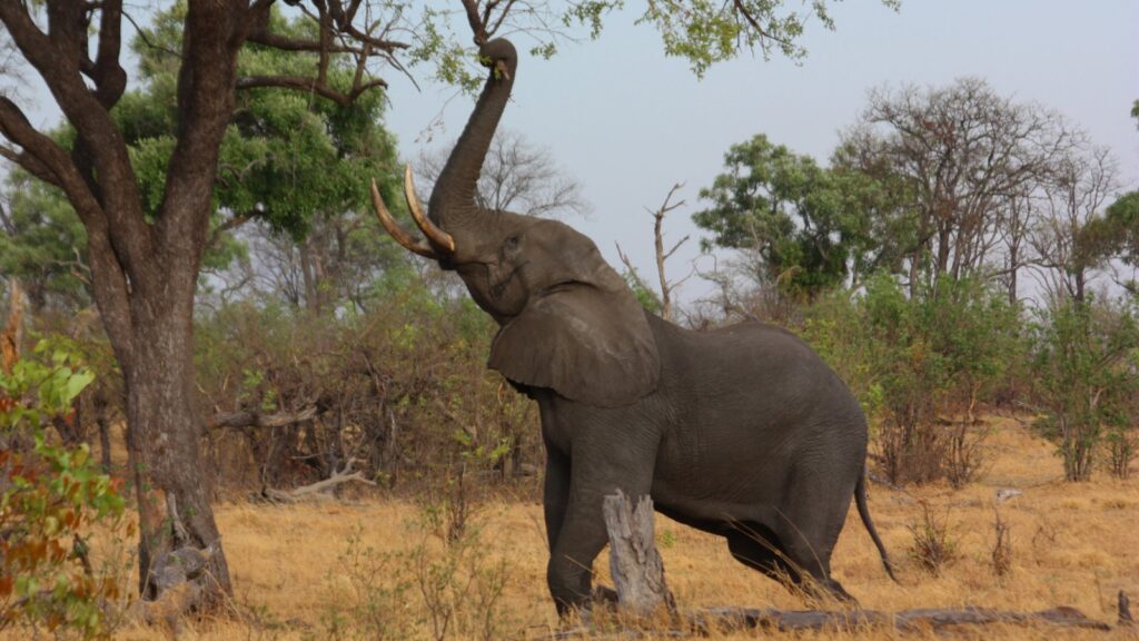 African elephant feeding