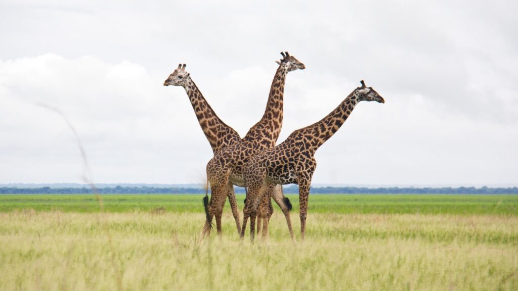 Giraffes on the savanna