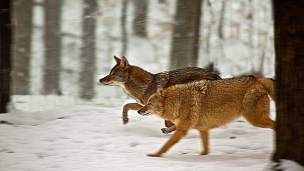 Coyote running in snow