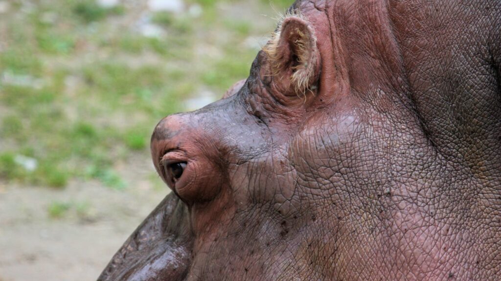 What Color Is a Hippo 9 Hippopotamus skin close up
