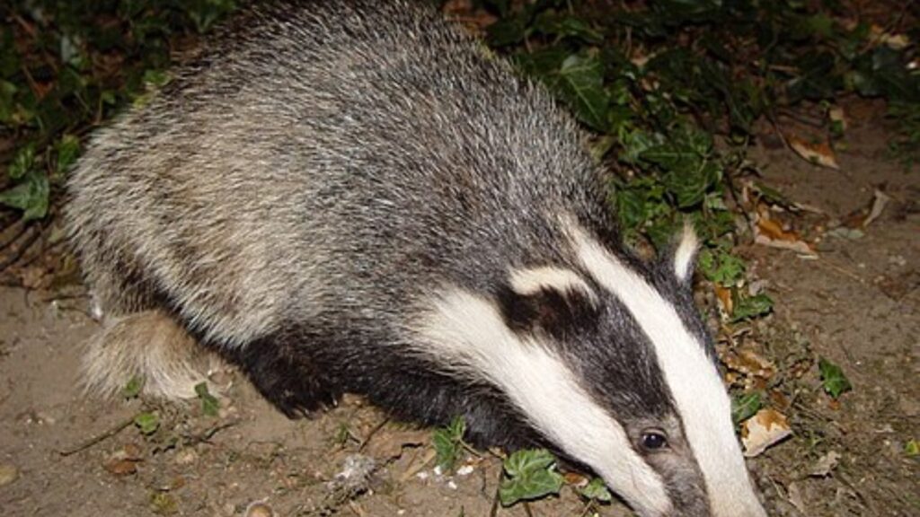 European badger