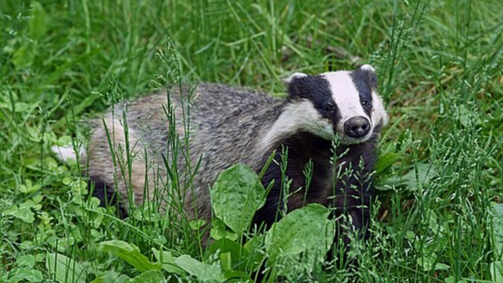 European badger