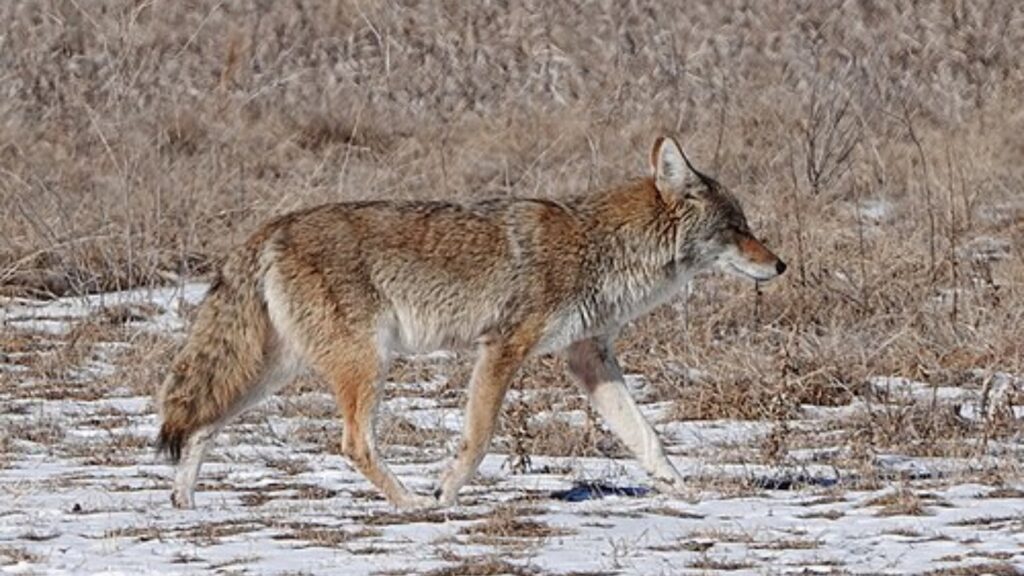 Coyote in grassland