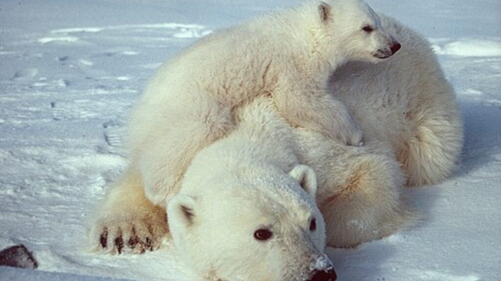 What eats the polar bear? 5 Polar bear with cubs