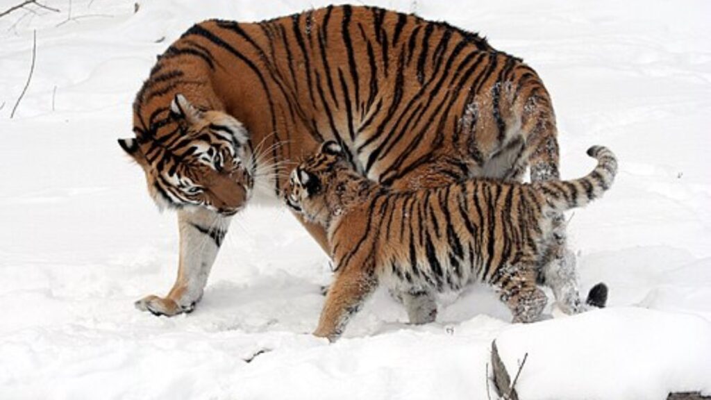 Tigress with her cub