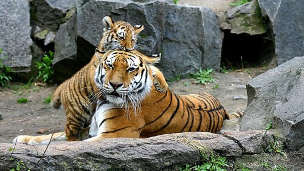 Tigress with cubs