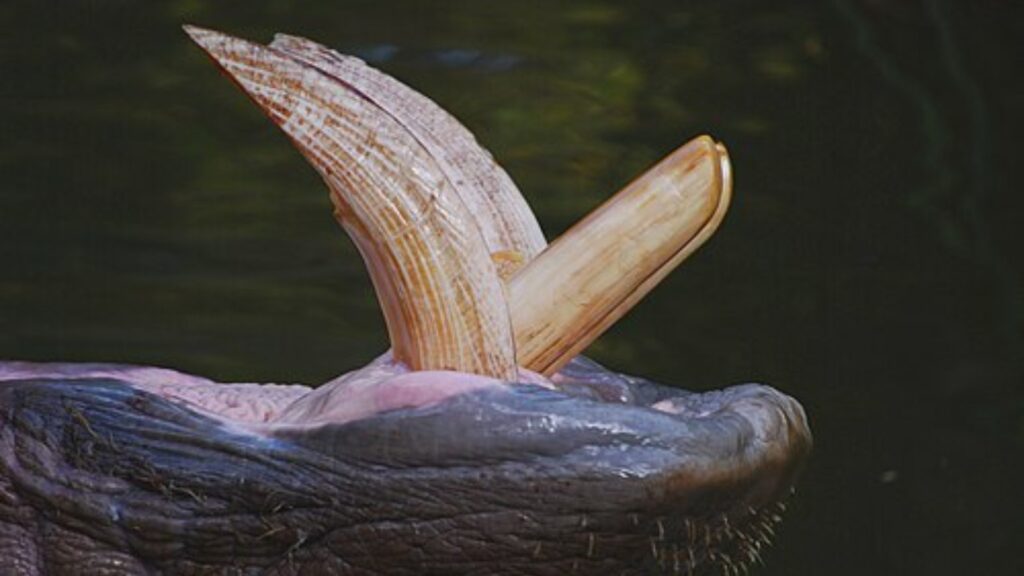Hippopotamus teeth