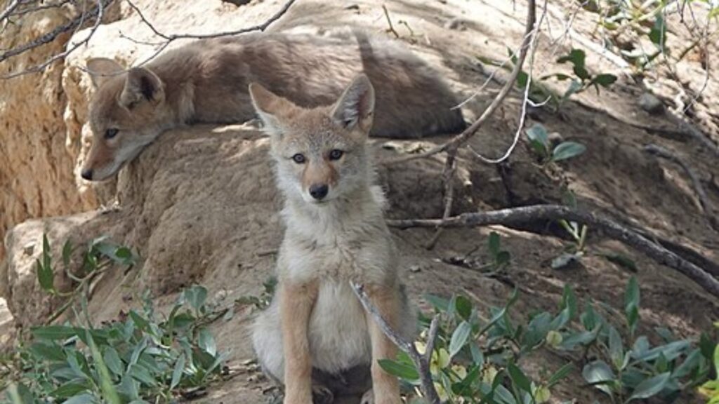 Coyote pups at their den