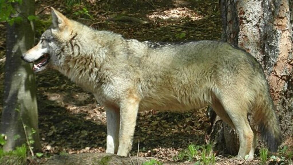 Where to See Wolves in Italy 9 Italian wolf