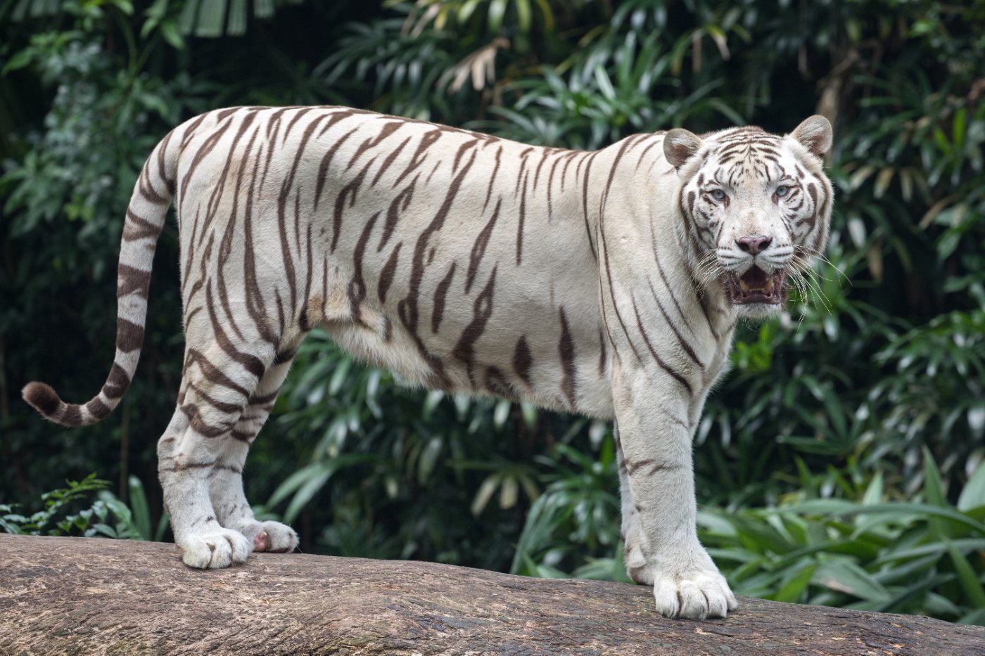 Tigers 6 White tiger standing with mouth open, showing dark stripes on white fur