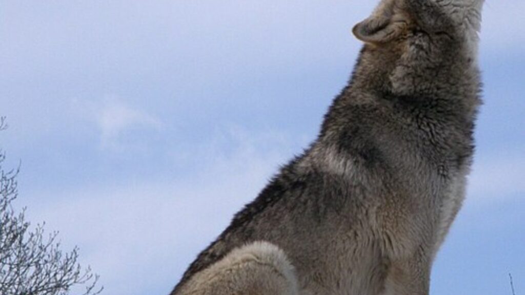 Why are wolves howling at the moon? 13 Wolf howling