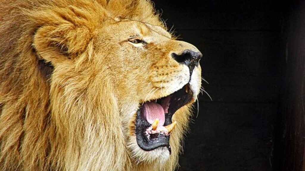 Lion roaring
