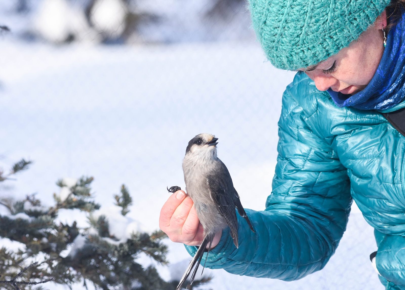 biologist holding a gray jay removed from a mist net during bird banding research