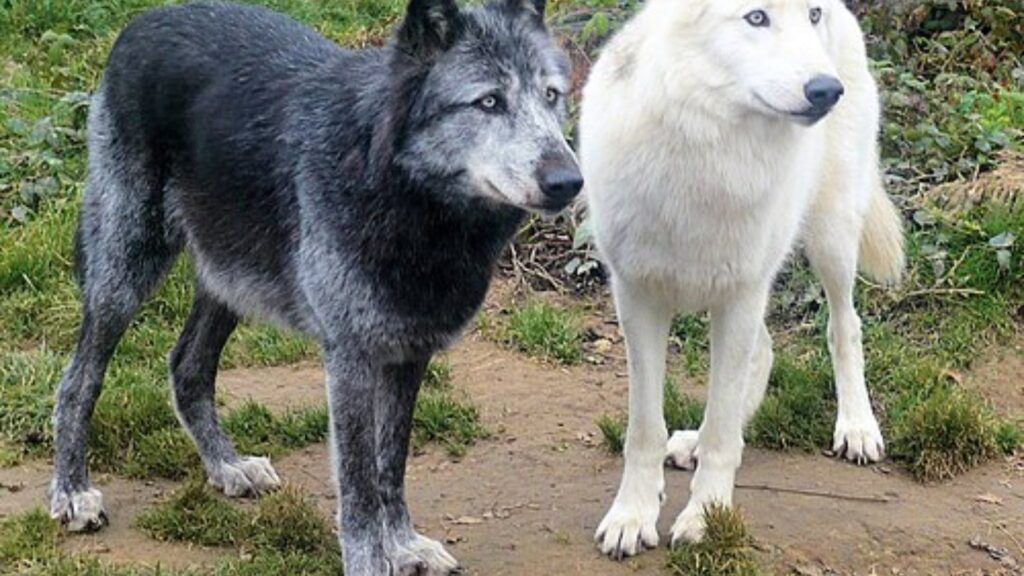 Black and white wolves