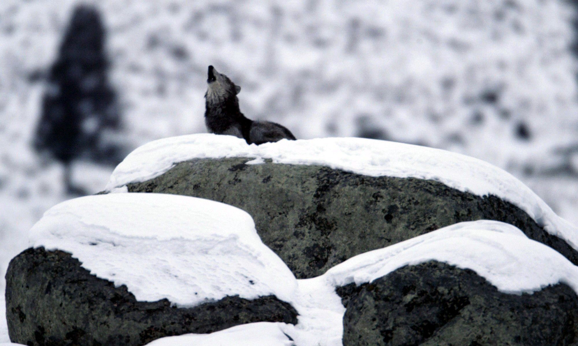 Grey wolf howling while standing on a glacial erratic boulder in Yellowstone National Park