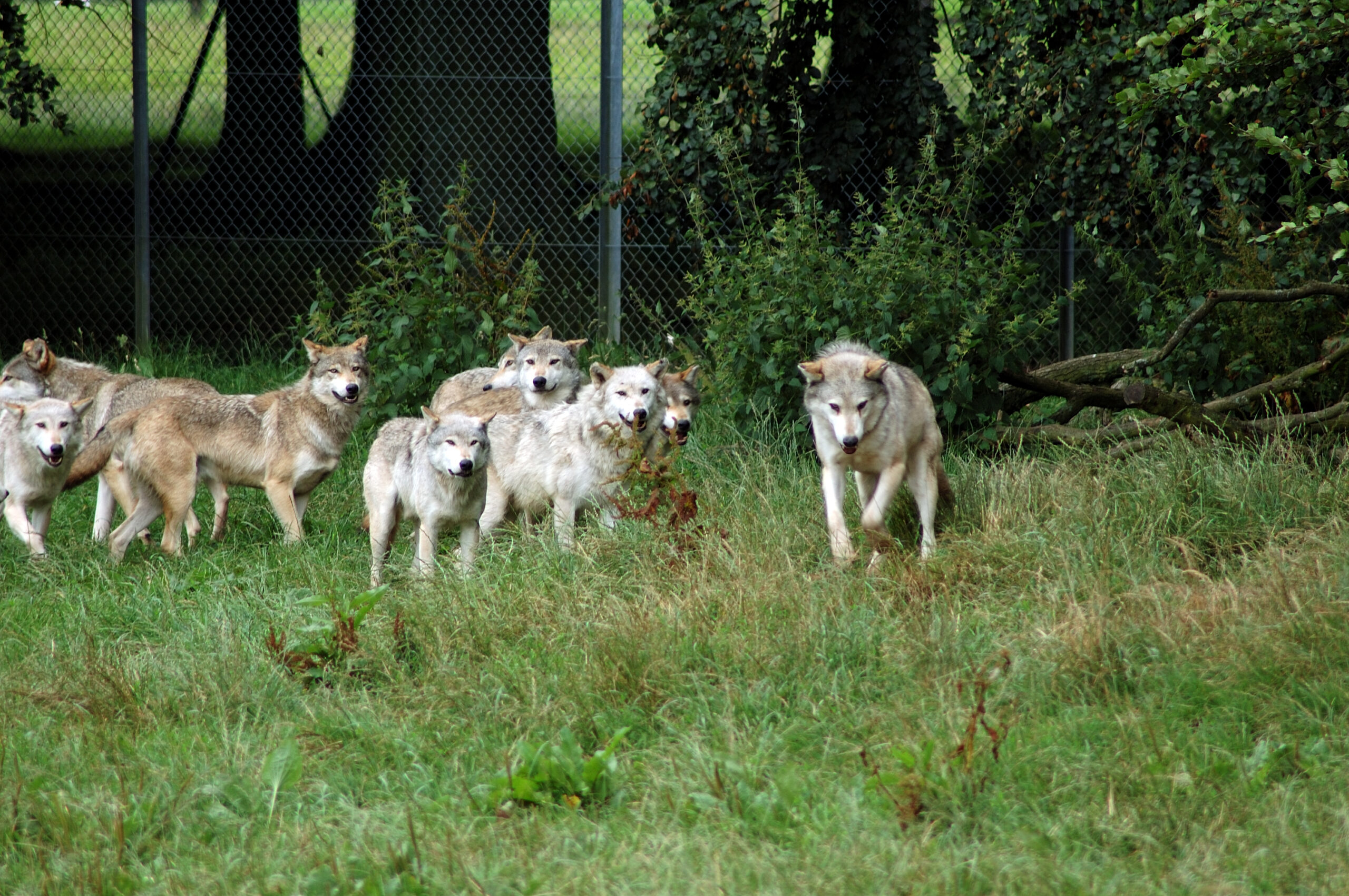 A group of grey wolves standing together in snow, a wolf pack which in the wild is a family unit