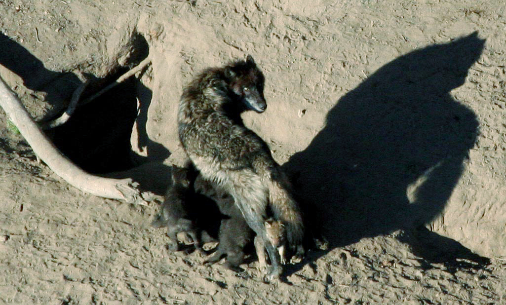 Wolf pups nursing, showing the early weeks of pup development when the eyes are still blue