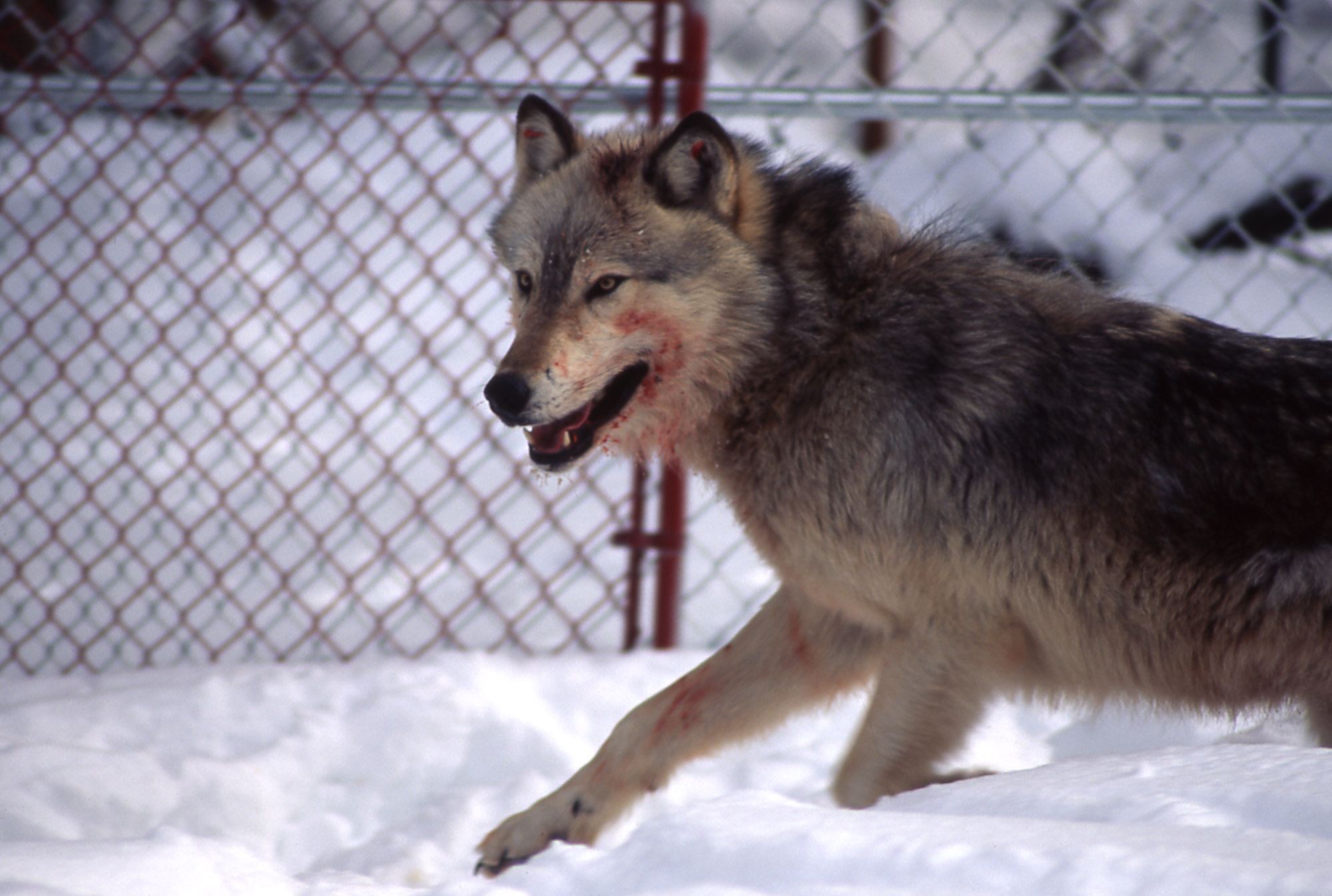 Grey wolf walking through Yellowstone National Park where wolves were reintroduced in 1995