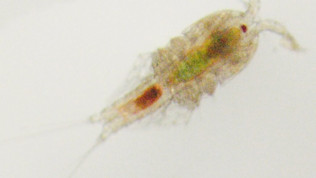 Copepod under the microscope